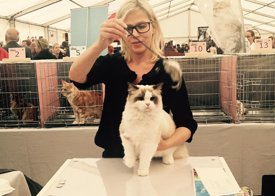 /images/Galeria/Kiállítások (Cat shows)/15027931_334841690216865_7467012393127107180_n.jpg